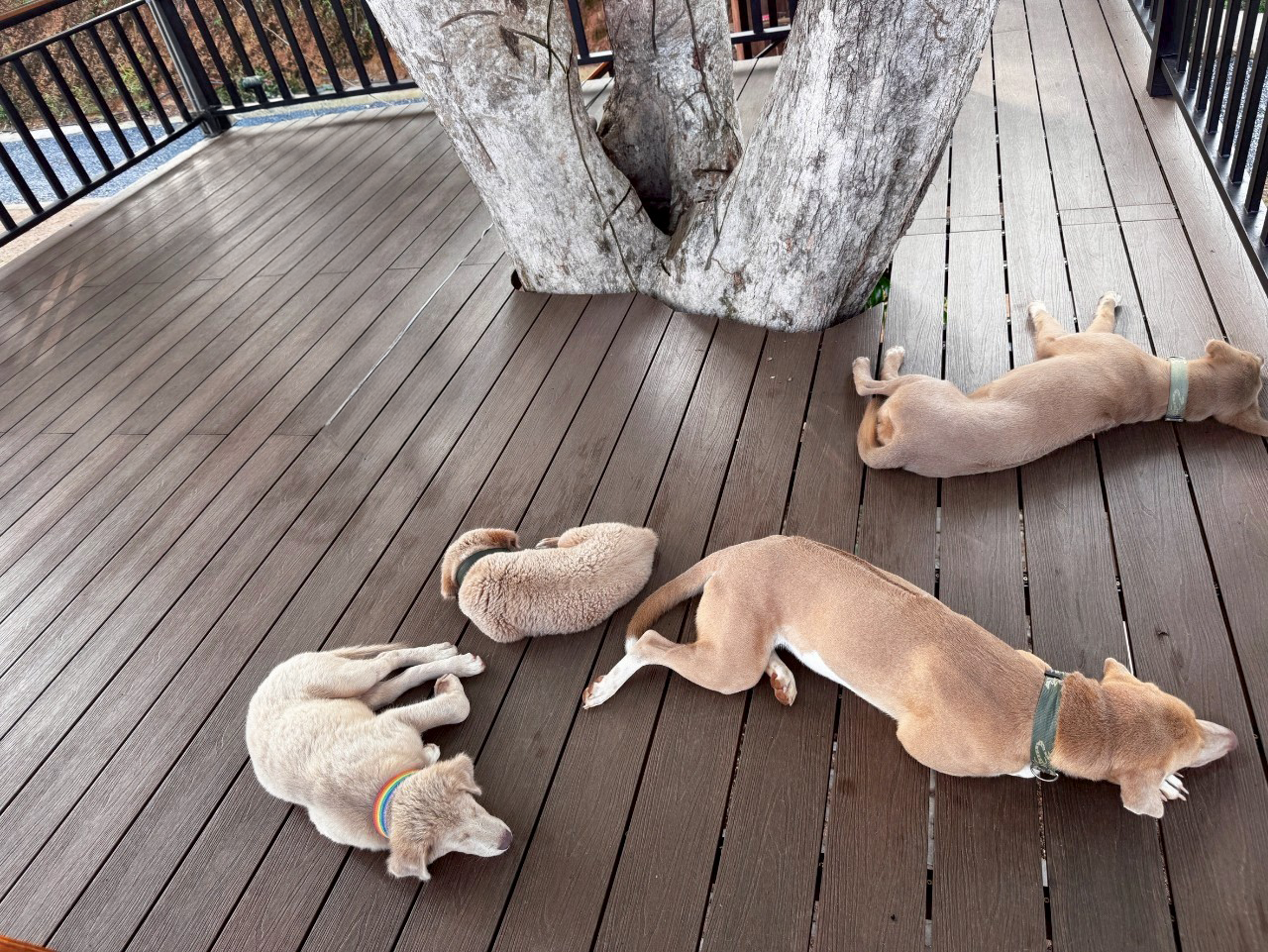 พื้นไม้เทียมภายนอก: ทางเลือกอันดับ 1 สำหรับคนรักบ้านและสัตว์เลี้ยง (Pet-Friendly Outdoor Decking)